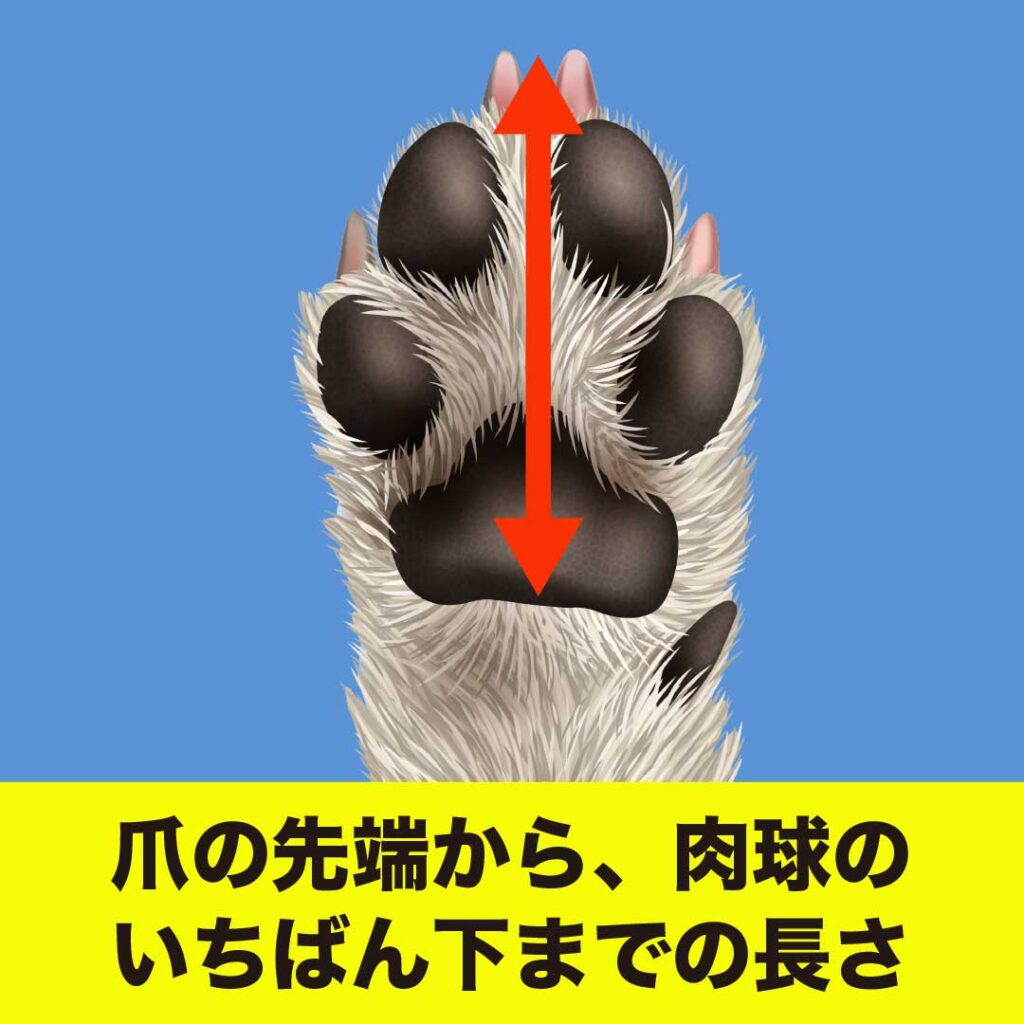 Soxx3」のサイズと採寸方法 | 犬の靴屋さんDogSoxx®