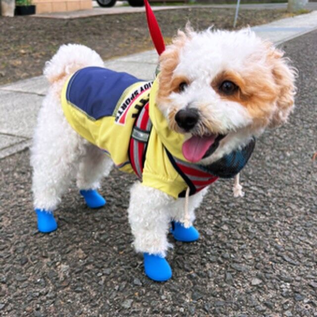 東京 犬 セール 靴